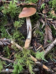 Cortinarius obtusus