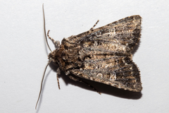 Ichneutica lithias