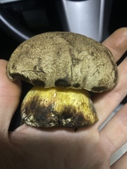 Caloboletus marshii