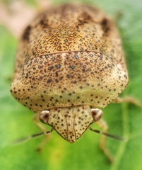 Hyperoncus cyaneosparsus