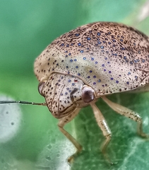 Hyperoncus cyaneosparsus