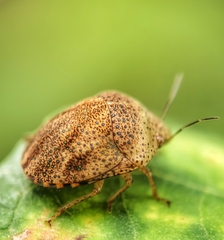 Hyperoncus cyaneosparsus