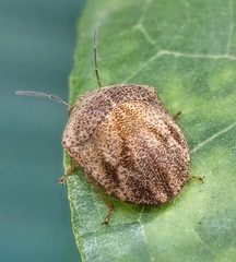 Hyperoncus cyaneosparsus