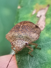 Hyperoncus cyaneosparsus