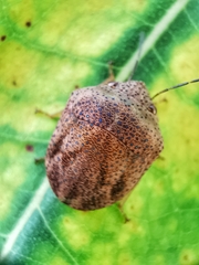 Hyperoncus cyaneosparsus