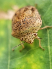 Hyperoncus cyaneosparsus