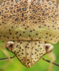 Hyperoncus cyaneosparsus