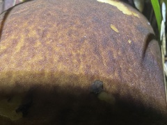 Caloboletus marshii
