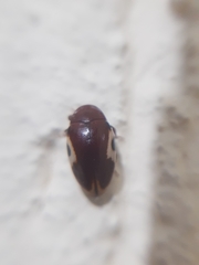 Chelonarium ornatum