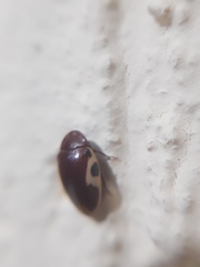 Chelonarium ornatum