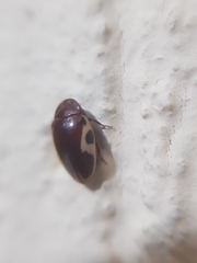 Chelonarium ornatum