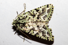 Meterana exquisita