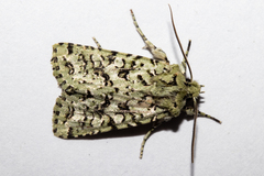 Meterana exquisita