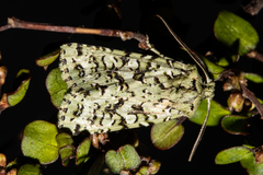 Meterana exquisita