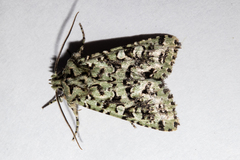 Meterana exquisita