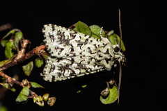 Meterana exquisita