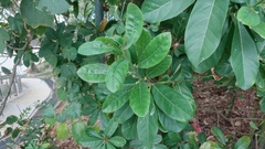 Litsea glutinosa