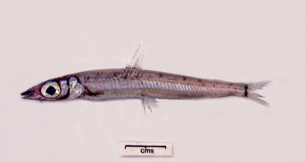 Australian argentine (Argentina australiae) — Argentinidae
