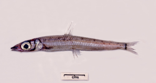 Australian argentine (Argentina australiae) — Argentinidae