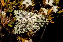 Meterana exquisita