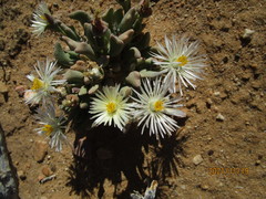 Rhombophyllum dolabriforme