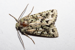 Meterana exquisita