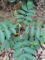 Rhus chinensis