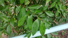 Cinnamomum burmanni