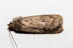 Phaeosaces apocrypta