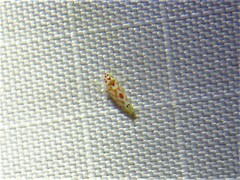 Eratoneura externa