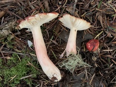 Russula americana