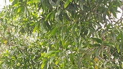 Juliflorae