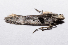 Aristotelia paradesma