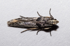 Aristotelia paradesma