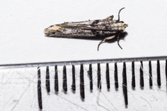 Aristotelia paradesma