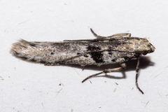 Aristotelia paradesma