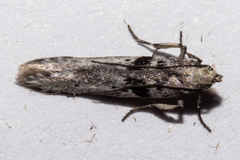 Aristotelia paradesma