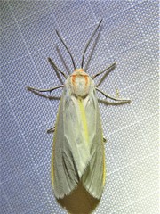 Pygarctia abdominalis