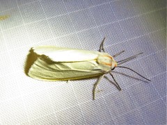 Pygarctia abdominalis