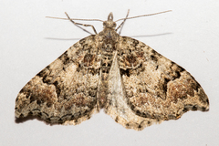 Helastia cryptica