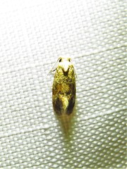 Cochylis bucera