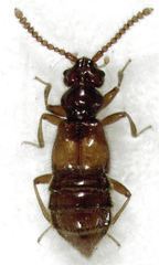 Sagola bipunctata
