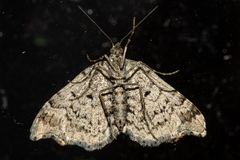 Helastia cryptica