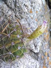 Acanthocalycium spiniflorum