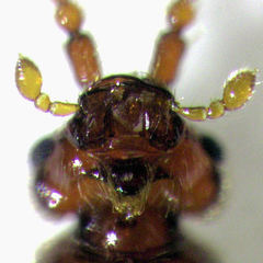 Sagola bipunctata