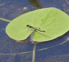 Austrocnemis maccullochi
