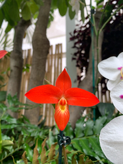 Phragmipedium besseae