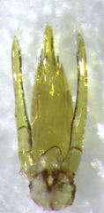 Sagola bipunctata