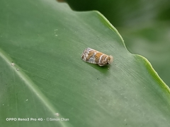 Lophopinae