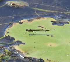 Austrocnemis maccullochi